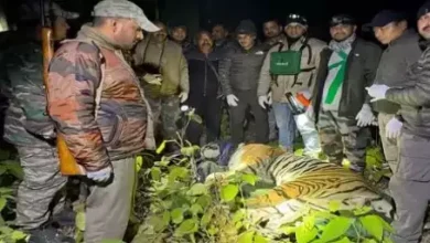 Uttarakhand: तीन महिलाओं को निवाला बनाने वाला बाघ आखिरकार वन विभाग की टीम ने पकड़ा