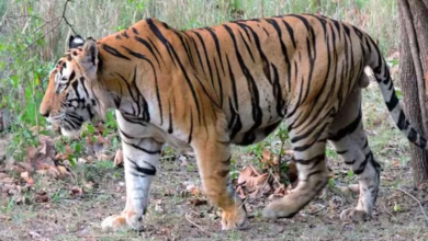 Uttarakhand: बाघ ने फिर एक महिला को बनाया अपना निवाला, गुस्साए ग्रामीणों ने रेंज अधिकारी को घेरा
