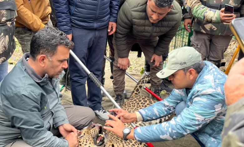 देहरादून में दहशत का पर्याय बना गुलदार पिंजड़े में कैद, दो मासूमों को बना चुका था निवाला, देखें वीडियो देहरादून में दहशत का पर्याय बना गुलदार पिंजड़े में कैद, दो मासूमों को बना चुका था निवाला, देखें वीडियो