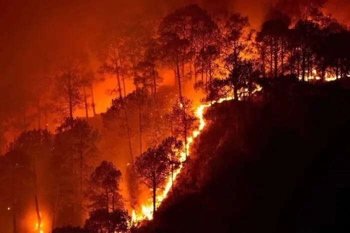 सात लोगों को वन विभाग की टीम ने रंगेहाथों आग लगाते हुए दबोचा सात लोगों को वन विभाग की टीम ने रंगेहाथों आग लगाते हुए दबोचा
